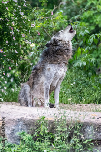 Timberwolf in his territory during fur change © Marcus Beckert