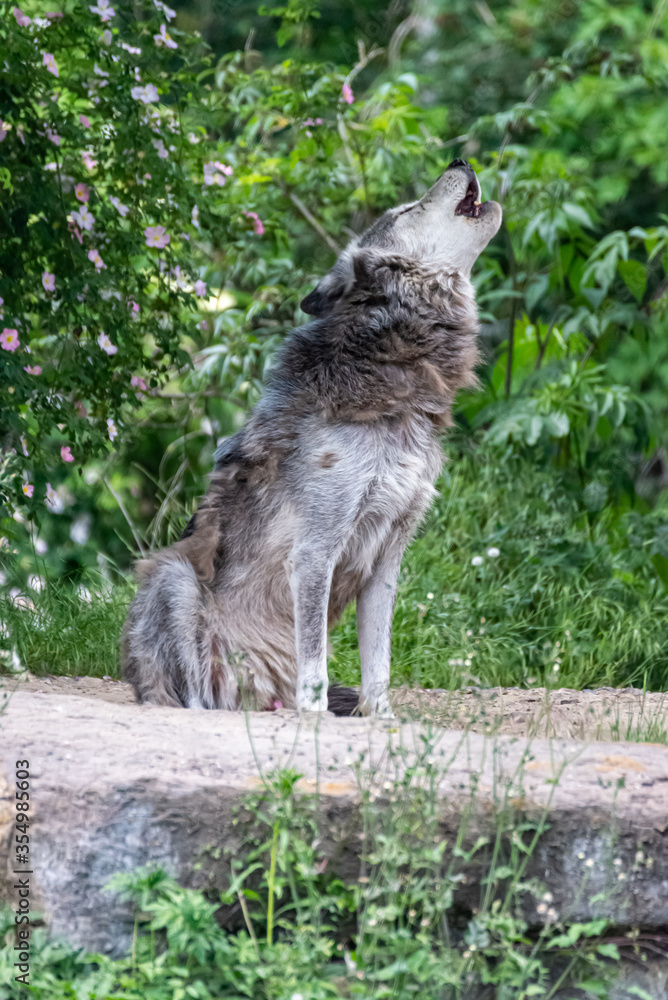 Timberwolf in his territory during fur change Timberwolf in his territory during fur change