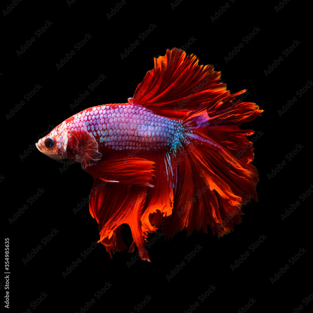 Fototapeta premium Betta fish, siamese fighting fish, betta splendens (Fullmoon betta )