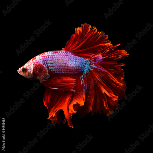 Betta fish, siamese fighting fish, betta splendens (Fullmoon betta )