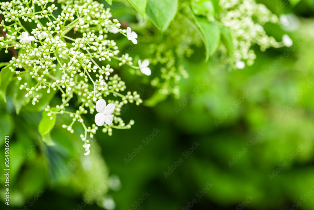 Springtime climbing hydrangea in the garden, close-up with soft blurred background - obrazy, fototapety, plakaty 