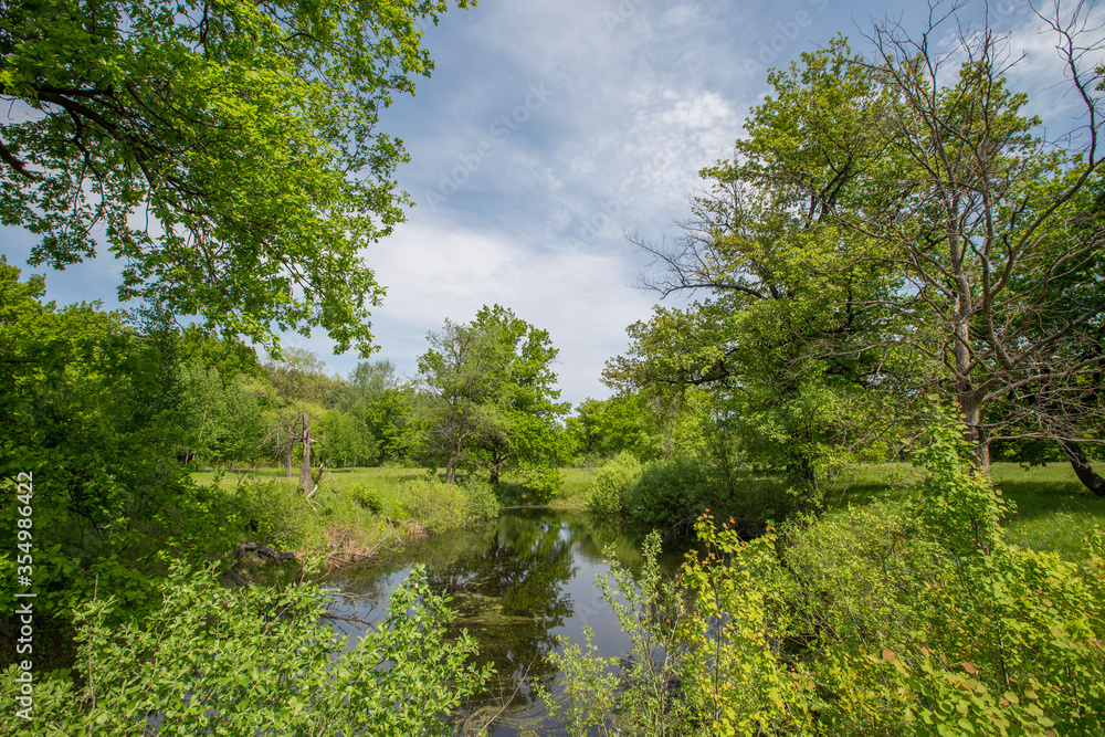 view of a small forest lake overgrown with shrubs