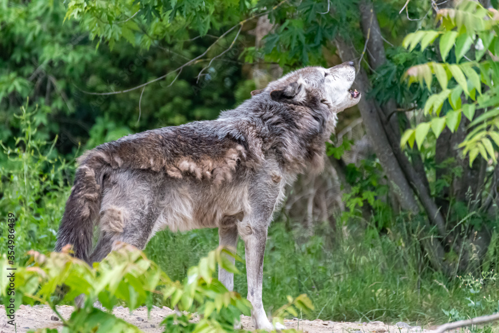 Fototapeta premium Timberwolf in his territory during fur change
