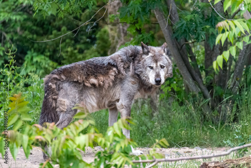 Timberwolf in his territory during fur change