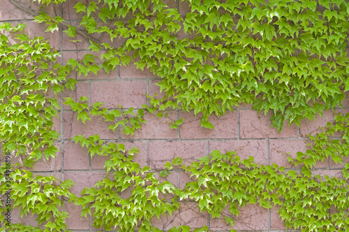 Ivy on brick wall