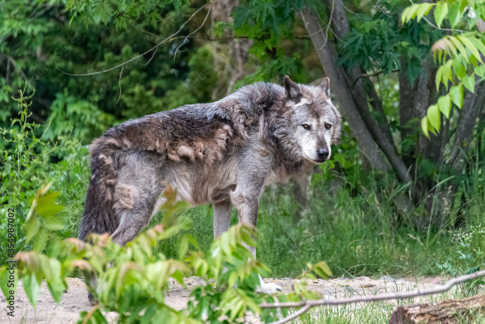 Naklejka premium Timberwolf in his territory during fur change