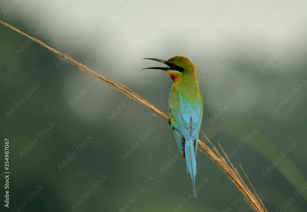 blue tail bee eater bird in perch blue tail bee eater bird in perch