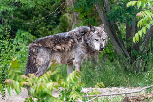 Timberwolf in his territory during fur change