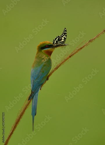 blue tail bee eater bird in perch