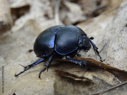 Dor beetle or spring dor beetle (Trypocopris vernalis) on dry leaves in the forest