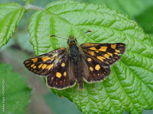 The chequered skipper (Carterocephalus palaemon) on the green leaf in the forest. photo