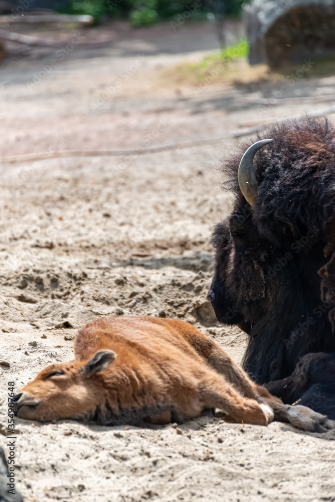 Fototapeta premium Young bison calf lies beside his mama
