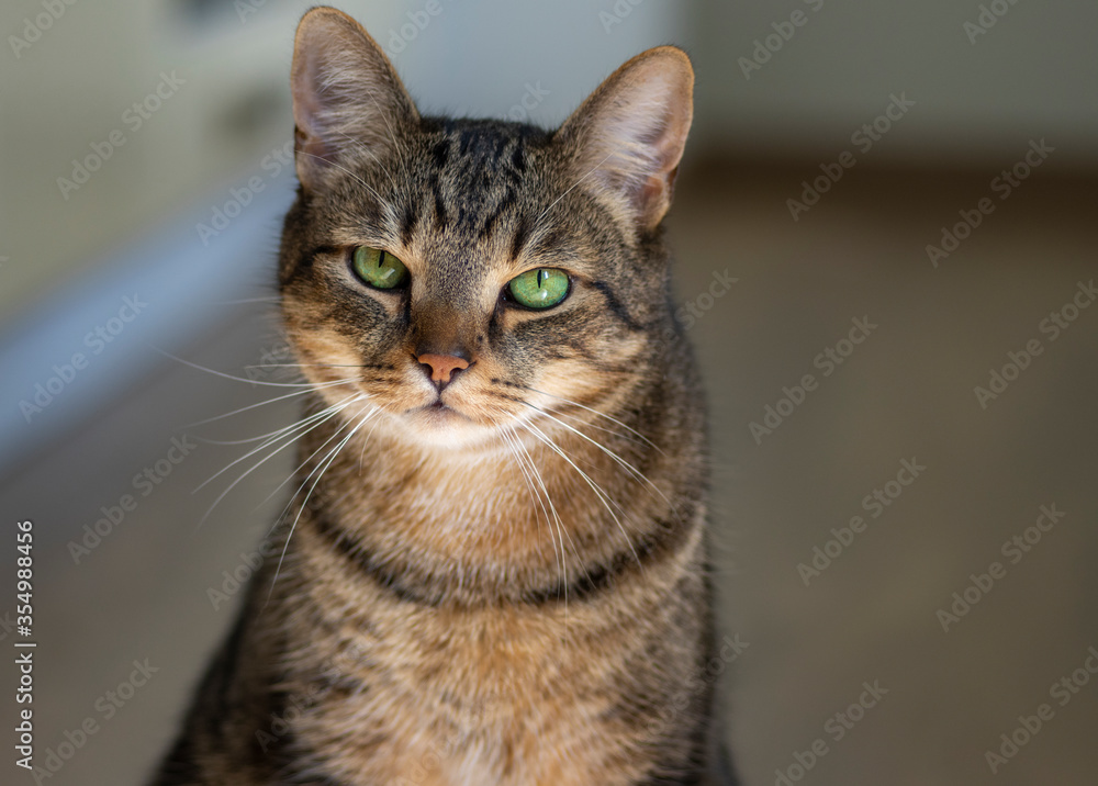 Portrait of beautiful marble cat looking into the camera, serious expression, face with amazing lime green eyes, eye contact