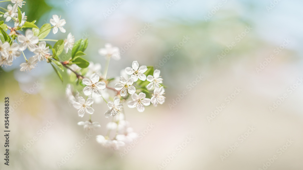 A beautiful spring cherry tree in the garden blooms on a blurry peaceful blue background. Blurred background. A beautiful spring cherry tree in the garden blooms on a blurry peaceful blue background. Blurred background.