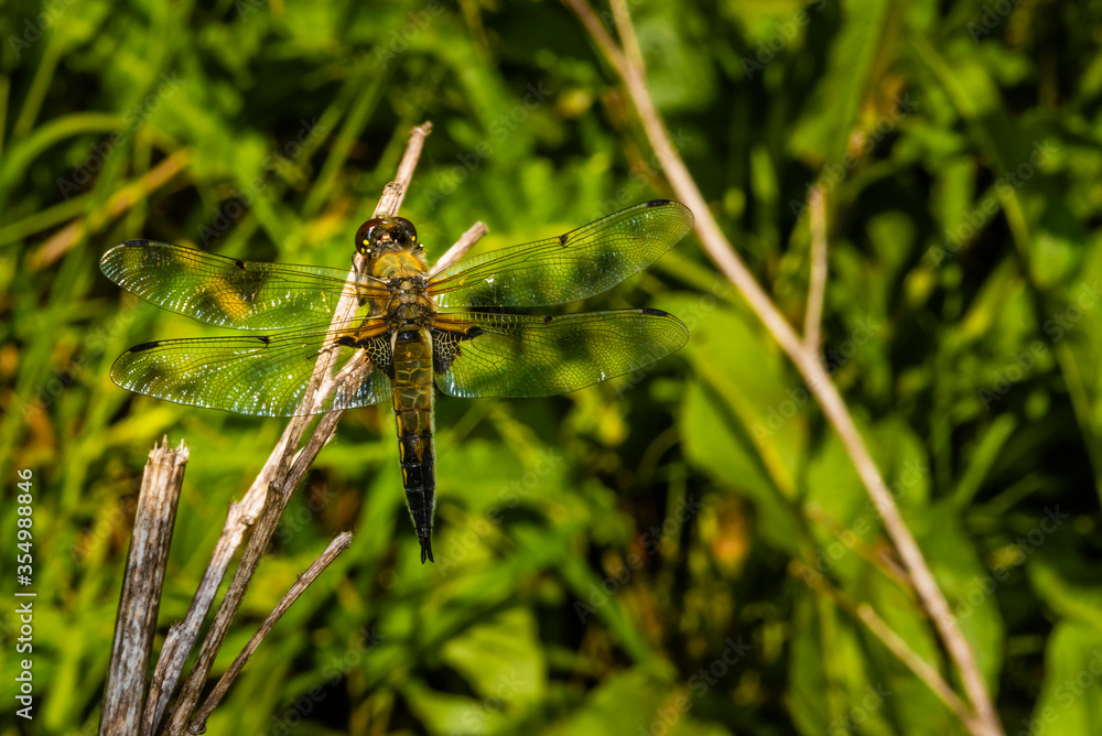 A four-spot dragonfly sits on a branch, Libellula quadrimaculata A four-spot dragonfly sits on a branch, Libellula quadrimaculata