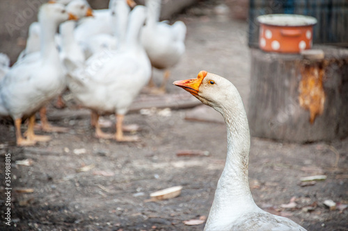 A free-range duck farm with a flock of birds. Ducks, geese and drakes walk around the farm. Close up