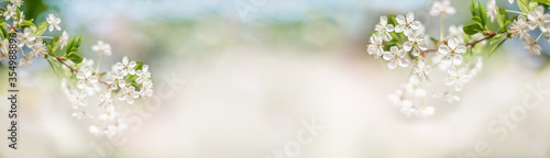 A beautiful spring cherry tree in the garden blooms on a blurry peaceful blue background. Blurred background. Copy space