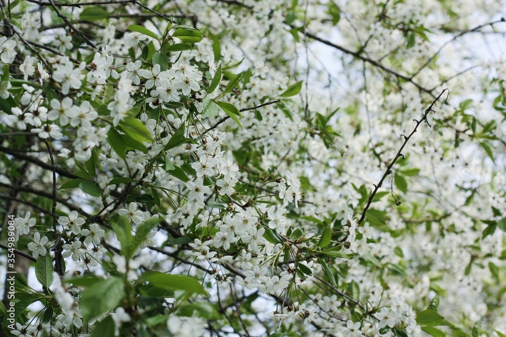 Tree with beautiful white flowers in the garden Tree with beautiful white flowers in the garden