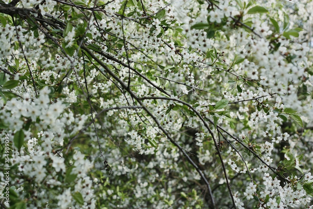 Tree with beautiful white flowers in the garden Tree with beautiful white flowers in the garden