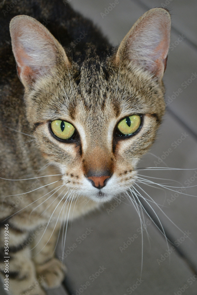 Tiger cat with green eyes and white whiskers, closeup