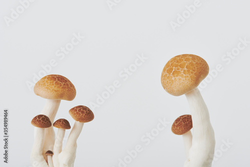 しめじ　マッシュルーム