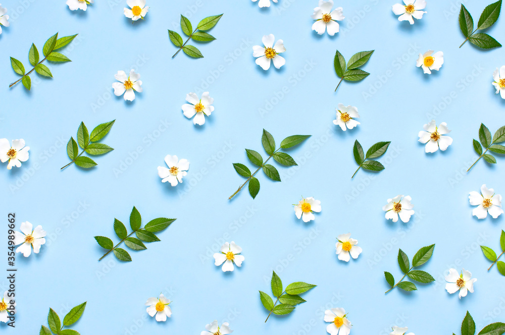 Pattern of Beautiful spring white flowers green leaves on blue background flat lay top view. Spring nature background. Springtime summer concept flowers composition postcard bloom delicate flowers Pattern of Beautiful spring white flowers green leaves on blue background flat lay top view. Spring nature background. Springtime summer concept flowers composition postcard bloom delicate flowers