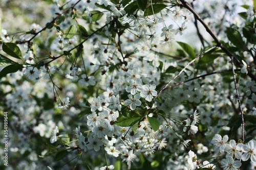 Tree with beautiful white flowers in the garden