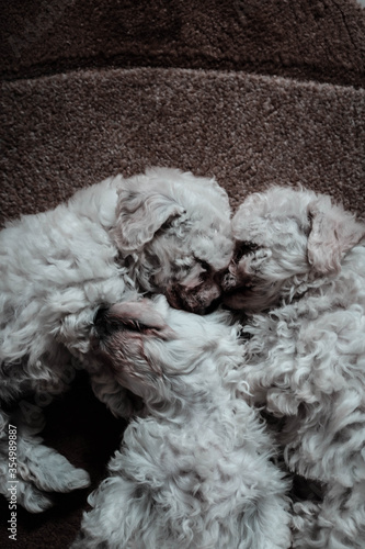 white puppies sleep in the house