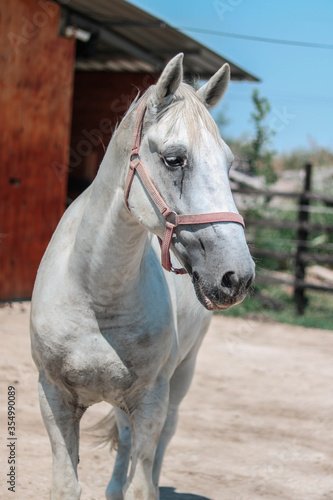 white beautiful horse on the ranch © Mihajlo