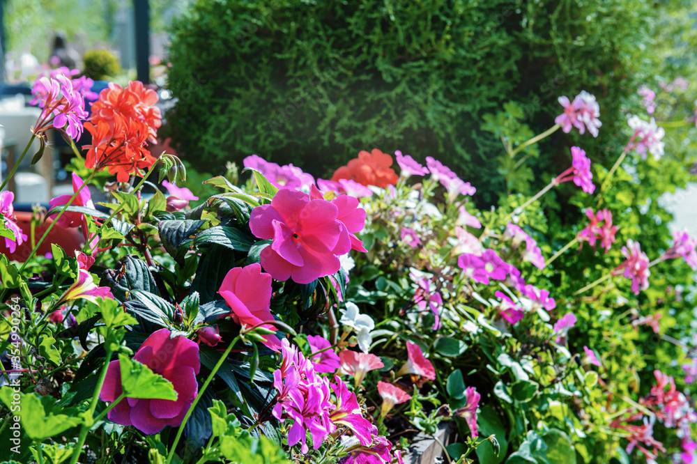 Vertical gardening of the city using Petunia and geranium plants. Vertical stand for flowers