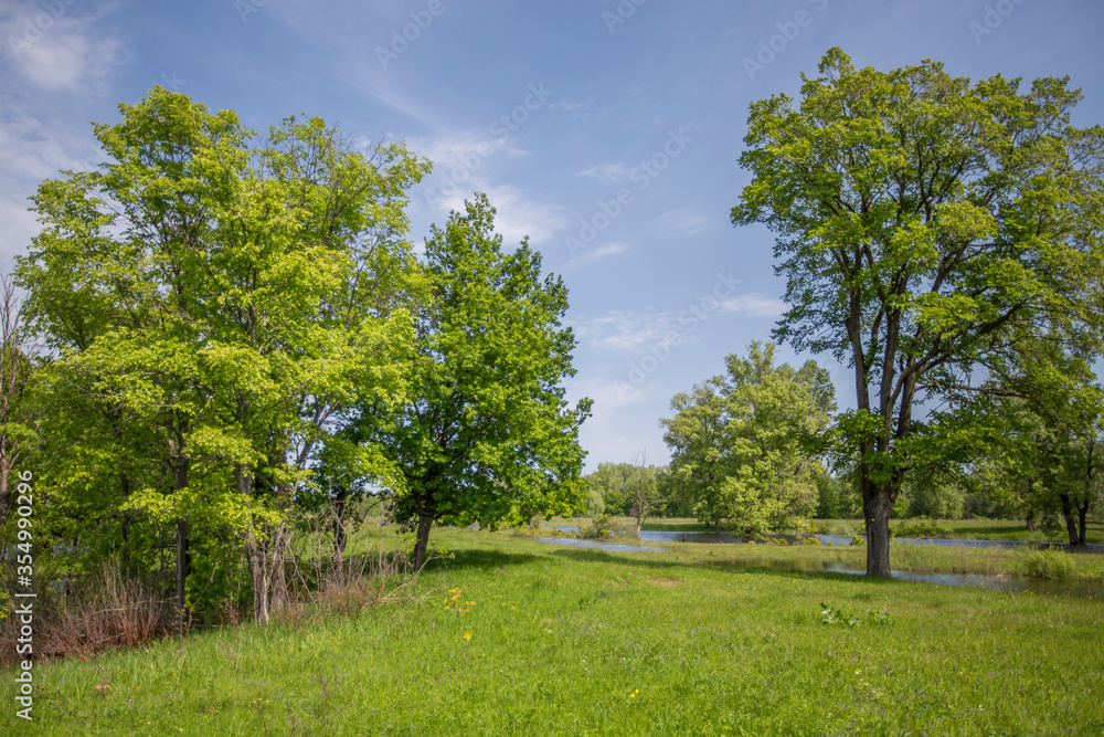 oaks in a spring green meadow, lake shore oaks in a spring green meadow, lake shore