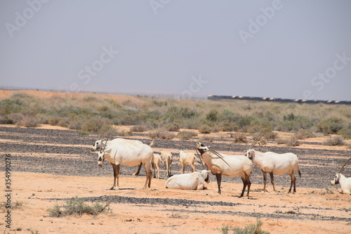 Fototapeta Naklejka Na Ścianę i Meble -  Herd of wild Arabian Oryx in the savannah of the Shaumari Wildlife Reserve (nature reserve) with their babys in al-Azraq, Jordan
