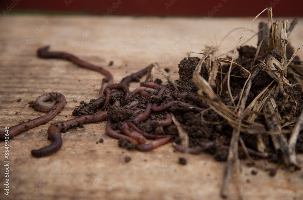 Earthworms isolated from the soil on the wooden bench. There are a lot of earthworms in the soil of our farm, that help us to keep its furtility and sustainability for ecological challenges.