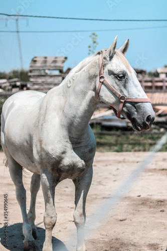 white beautiful horse on the ranch