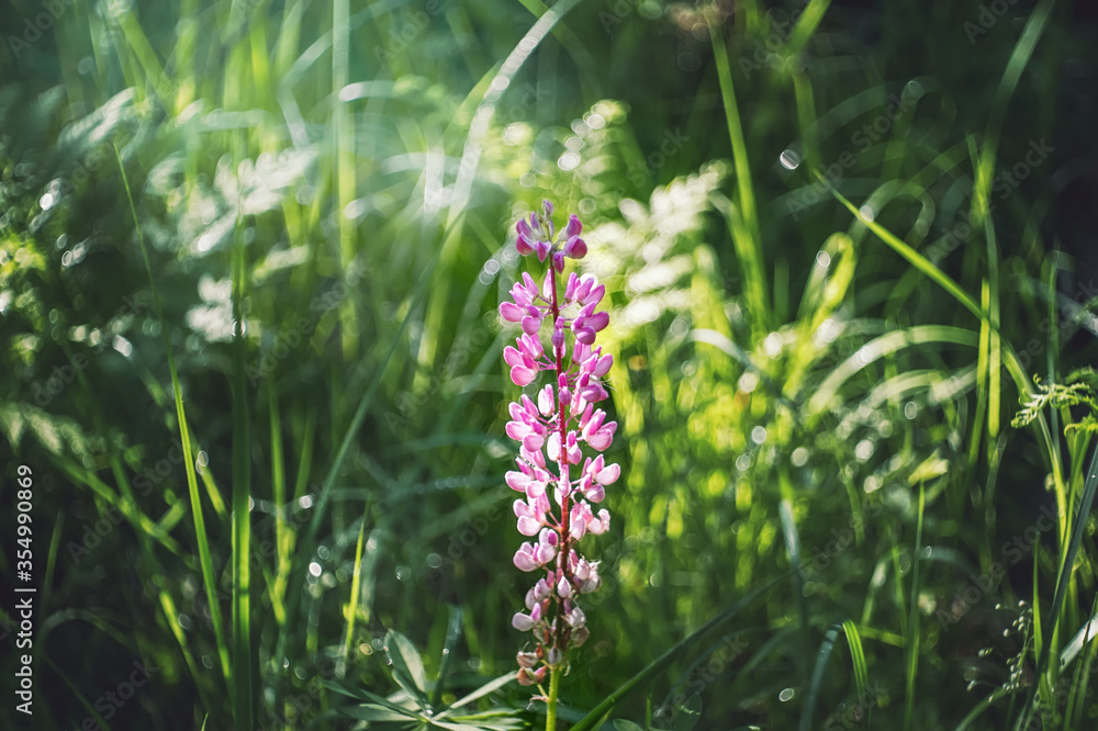 The Lupin flower in the garden is surrounded by its beautiful green leaves against the backdrop of a magnificent Sunny bokeh. Beautiful natural background The Lupin flower in the garden is surrounded by its beautiful green leaves against the backdrop of a magnificent Sunny bokeh. Beautiful natural background