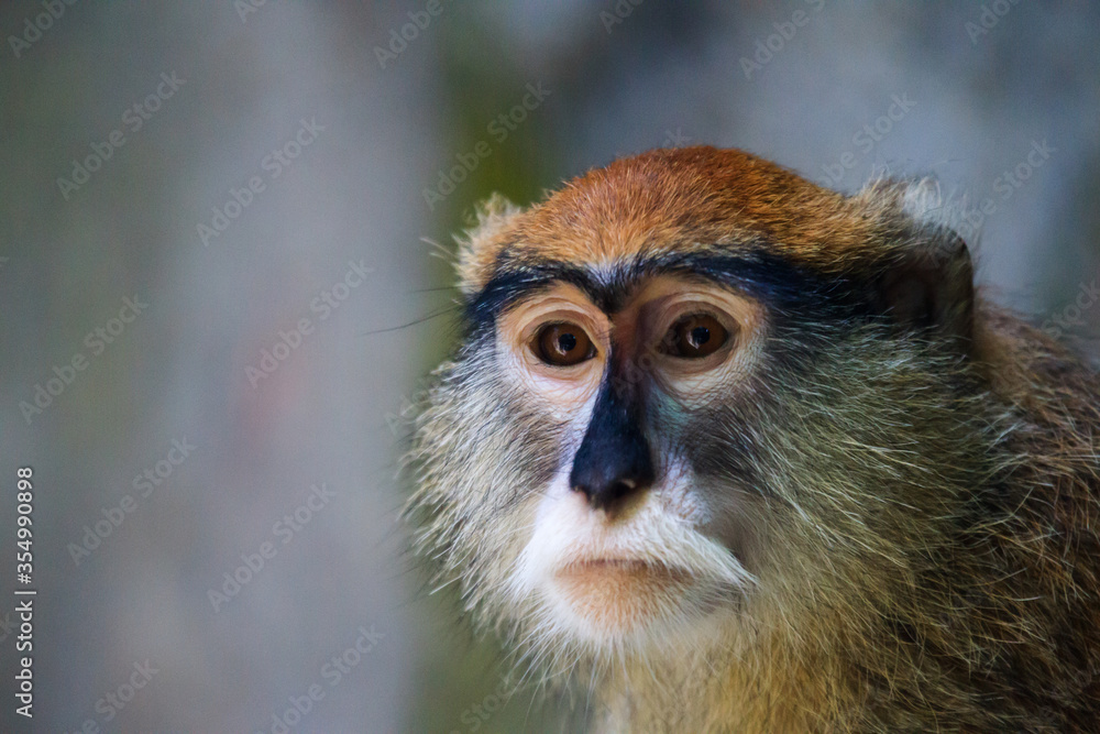 Monkeys rest in the zoo
Monkeys rest in the zoo
