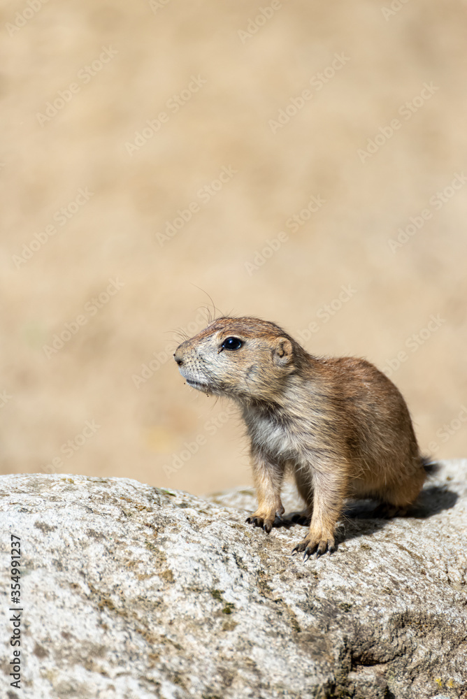 Prairie dog enjoys the warmth in the sun Prairie dog enjoys the warmth in the sun