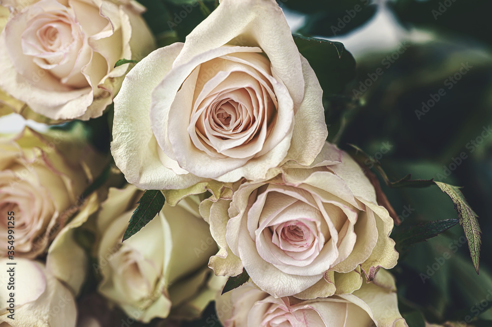 A bouquet of delicate greenish roses on a light background. Background of cream and pink roses A bouquet of delicate greenish roses on a light background. Background of cream and pink roses