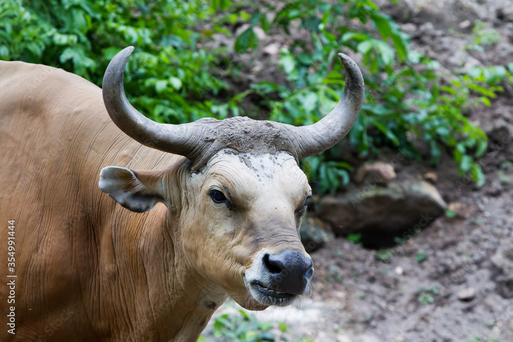 Red bull in the zoo Red bull in the zoo