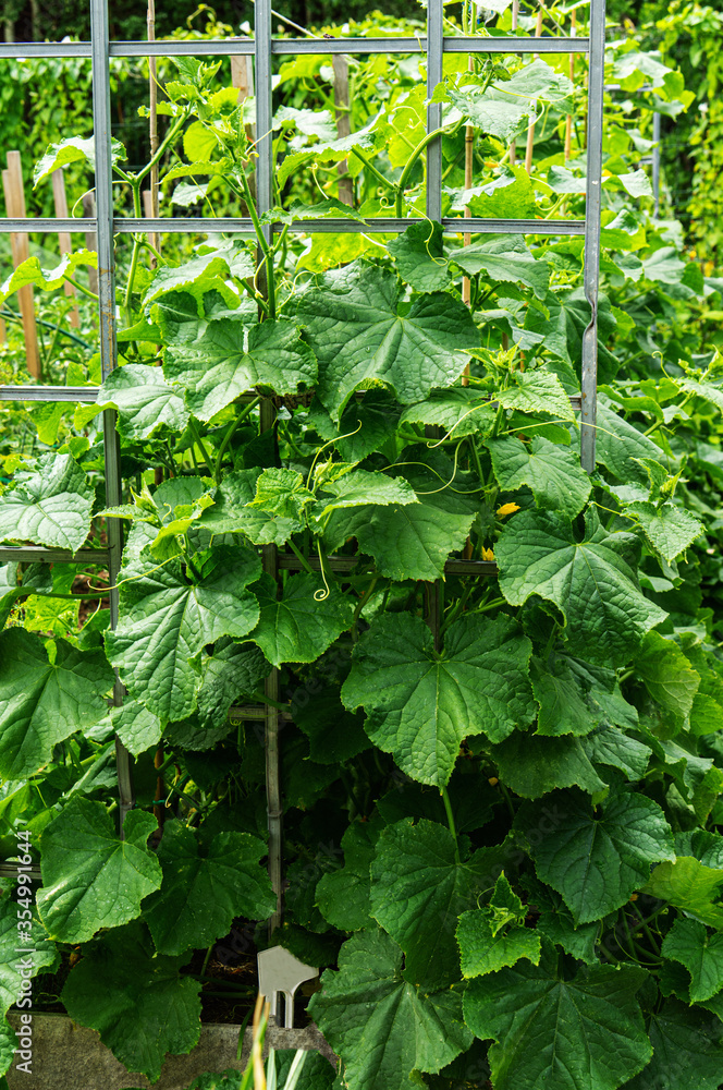 hybrid with numerous cucumber ovaries. Cucumber is a selfpollinating