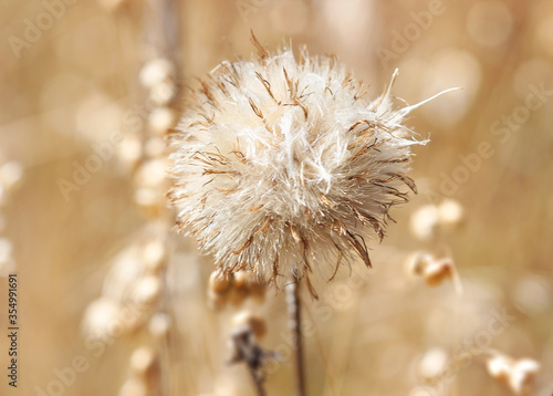 Fototapeta Dried puffy grass flower
