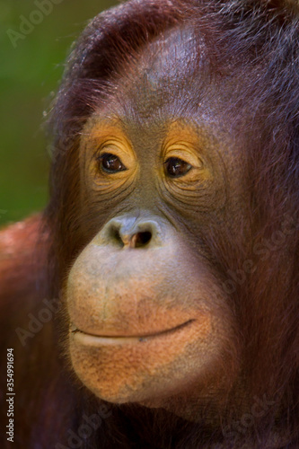   Orangutan with a smile with a smile © Benzine