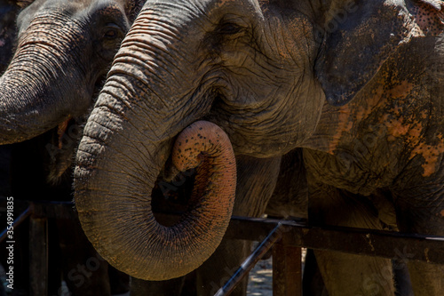 Canvas Print elephant in zoo