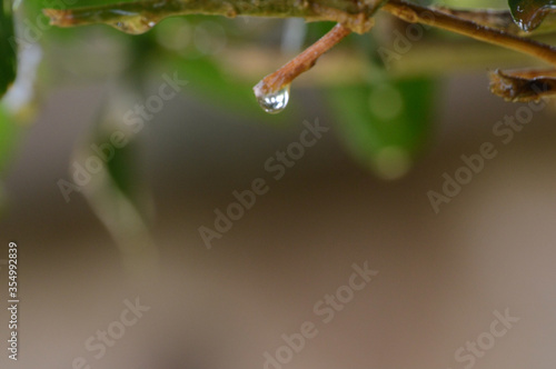 drops of dew on a leaf © Michelle