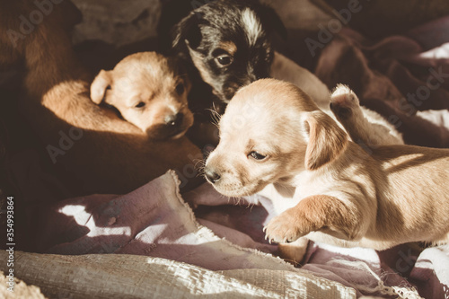  dog puppies of different colors and breeds