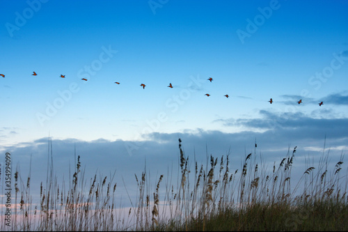 Sunrise on Atlantic Beach with Flock of Pelicans