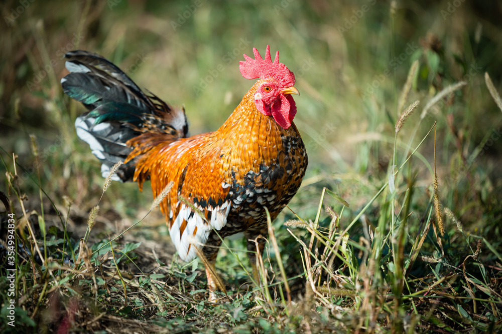 rooster in the grass rooster in the grass