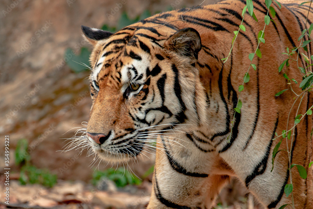 Fototapeta premium tiger in the wild