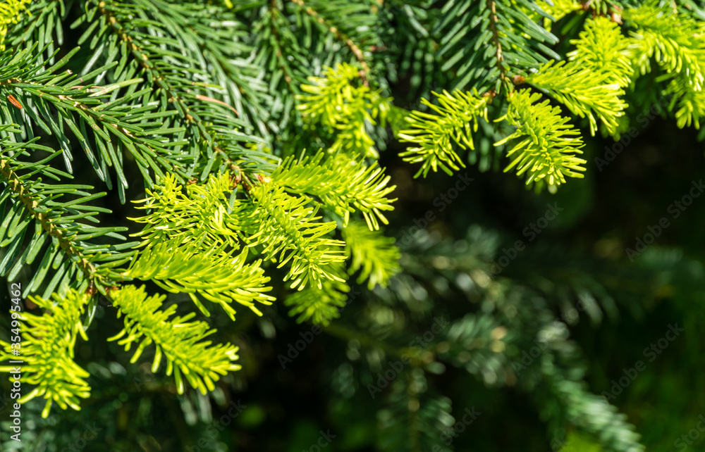 Fir Abies nordmanniana, Caucasian Fir or Christmas tree close-up bright young green needles on branch on blurred green background. Selective focus. Nature concept for design with place for your text Fir Abies nordmanniana, Caucasian Fir or Christmas tree close-up bright young green needles on branch on blurred green background. Selective focus. Nature concept for design with place for your text