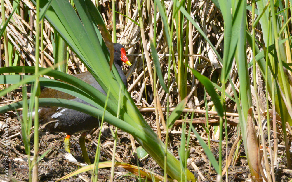 Moorhen at Askham Bog, near York in Yorkshire, England, Uk Moorhen at Askham Bog, near York in Yorkshire, England, Uk